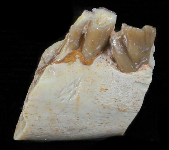 Oligocene Ruminant (Leptomeryx) Jaw Section #60979